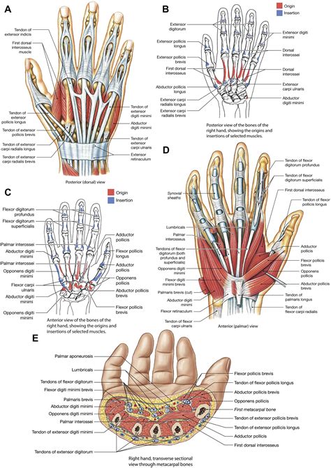 finger digits anatomy|Hand Anatomy: Bones, muscles, arteries and nerves .